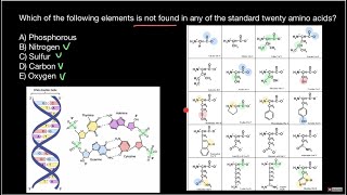 Amino acid composition [upl. by O'Shee]