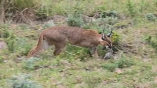 Caracal Hunting [upl. by Noet]