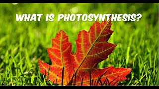 What is Photosynthesis [upl. by Gluck171]