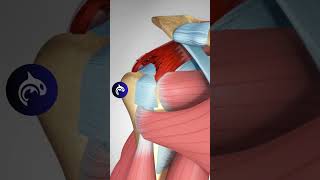 Rotator Cuff Tear and Surgical Repair  3D Animation [upl. by Nodaj336]