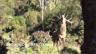 Monster Roaring Red Stag Close Encounter Roar 2016 New Zealand [upl. by Papp7]