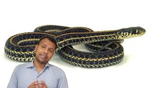 fact about garter snake in hindi  garter snake के बारे मे रोचक तथ्य [upl. by Meehar905]