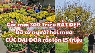 Chợ hoa tết qBình Tân Sài Gòn 2024 LỚN ĐẸP LẮM Cây mai vàng rực 300 triệu ĐÃ CÓ NGƯỜI HỎI MUA [upl. by Serafine]