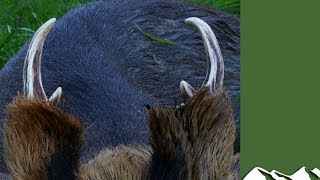 Muntjac stalking in Bedfordshire [upl. by Lavelle]