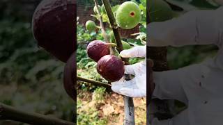 Picking The Ripe Figs The Way To Picking Fig shorts youtubeshorts fruit [upl. by Ailido]