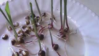 Germinating Corn Seeds  To Plant in Pots or Check For Seed Viability [upl. by Ariajaj]