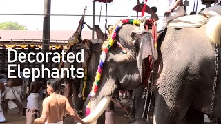 4K Elephants in Ettumanoor temple festival 2024 [upl. by Cynar230]