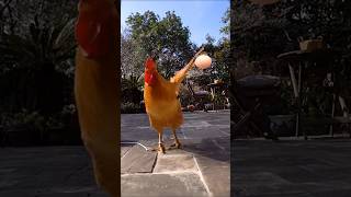 HEN FUNNY TAMIL funny chicken comedy hen animals shortsfeed [upl. by Edme218]