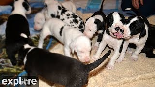 Great Danes Nursery Cam  Service Dog Project powered by EXPLOREorg [upl. by Kabob]