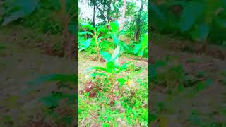 എന്റെ വാഴക്കൃഷി  B P C Malayalam shorts farming [upl. by Avlasor]