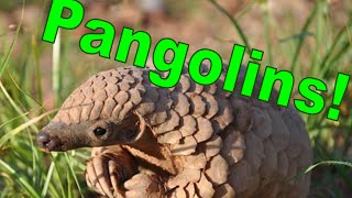 All About Pangolins [upl. by Weeks]