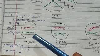 Stages check points in cell cycle phases of mitosis amp meiosis interphase zoologynotes meiosis [upl. by Reinhard]