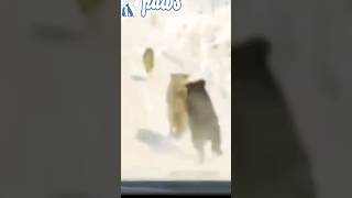 Dog chases off wolves dog vs wolf kangal tibetanmastiff animals alabaidog [upl. by Yessac]