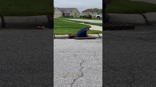 Man Saves Flock of Ducklings From Sewer Drain  1504043 [upl. by Corell]