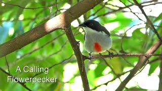 Call of the Redkeeled Flowerpecker [upl. by Pancho732]