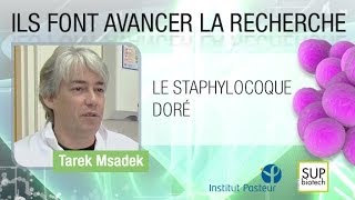 Institut Pasteur  S03E04  Le staphylocoque doré  Tarek MSADEK [upl. by Ardnama]