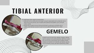 SISTEMA OSTEOARTICULAR Y MUSCULAR [upl. by Anayra859]