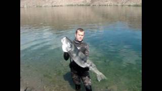 Spearfishing Colorado River 090710 Striper 33lbs 15kg [upl. by Costanza]