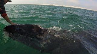 Playing with whales in Guerrero Negro Baja Mexico  Baja Whale Watching [upl. by Nesahc]