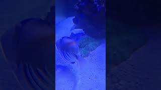 Carpet anemone anemone carpet shortvideo shorts short music reef fish aquarium saltwater [upl. by Kissel]