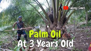 My palm oil plantation at 3 years old harvesting palm fruit in a pinched position [upl. by Nahn]