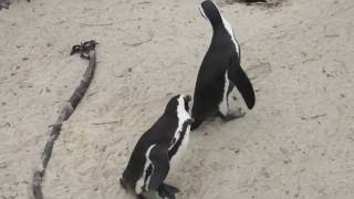 Jackass Penguins at Boulders Beach in Cape Town  Things to do in Cape Town [upl. by Ahsiuqram]