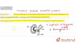 Given below is a simple diagram of the human kidney cut open longitudinally Answer the followin [upl. by Ennagroeg]