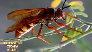 THE EASTERN CICADA KILLER [upl. by Pressman]