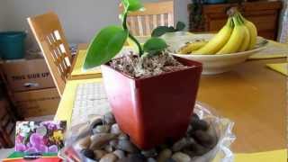 Growing Vanilla Orchid Tips Planifolia Update Part 2 [upl. by Romine]