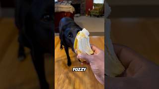 Big Nose Puppy loves BANANA bites ASMR Dog Treats [upl. by Baudoin127]