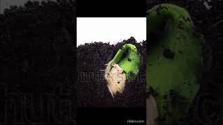 pumpkin seed germination timelapse 🎃🎃timelapse [upl. by Fernandina]