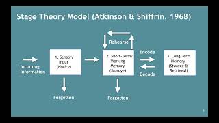 Memory–Atkinson amp Shiffrins Stage Theory Model 252 [upl. by Eisso]