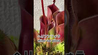 食虫植物 ヘリアンフォラ minor var pilosa carnivorousplant 食虫植物 [upl. by Tremann]