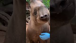 Malayan tapir South American tapirTapirus Bairds tapir [upl. by Nerrawed383]