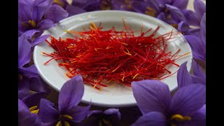 Health Benefits of Saffron From Ancient Times to Modern Day [upl. by Monteria]