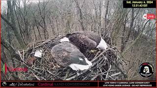 Let the Stick Wars Begin LIVE From The Bald Eagles Nest [upl. by Icyaj]