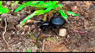 Segestria Florentina  Black Web Tube Spider [upl. by Keon643]