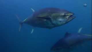 Trailer Atlantic Bluefin Tuna Sustainability at Risk  WWF [upl. by Liew500]