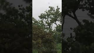 Tornade vs Ouragan [upl. by Arotak632]