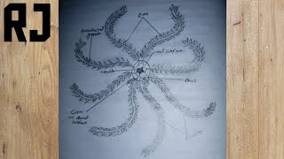 FEATHER STARANTEDON DIAGRAM PARATICAL WORK FOR STUDENTS SKETCH OF FEATHER STARCRINOIDEA [upl. by Tarrah]