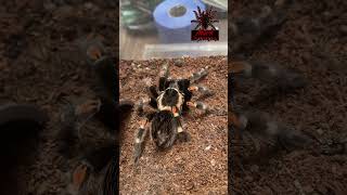 brachypelma auratum mexican flame knee short shorts tarantula arachnid spider [upl. by Orlene]