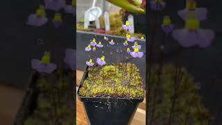 Shorts Utricularia Bisquamata CV Bettys Bay [upl. by Ozen350]