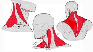 Drawing the Back and Neck Muscles  Basic Anatomy [upl. by Wallford]