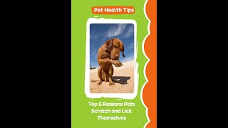 Top 5 Reasons Pets Scratch and Lick Themselves [upl. by Violetta]