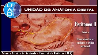 Peritoneo II cavidad peritoneal Y transcavidad  UAD  Primera cátedra de Anatomía  FMed  UBA [upl. by Akselaw352]