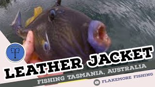 Leather Jacket Fishing Tasmania Australia  Flakemore Fishing [upl. by Washington]