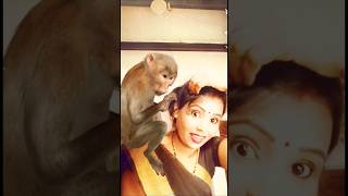 M Monkey funny video funny video viral youtubeshortstrendingvideo [upl. by Assirec]