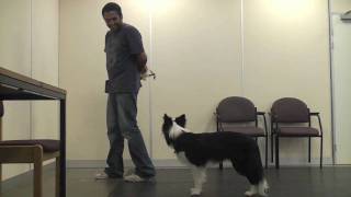 Teaching A Dog To Wear A Muzzle Muzzle Training [upl. by Patti]