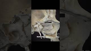 The Ethmoid Bone The main components and structure 🧠 neuroanatomy [upl. by Llednyl]