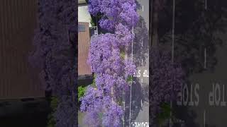 Flowering Jacaranda Trees shorts [upl. by Senecal]